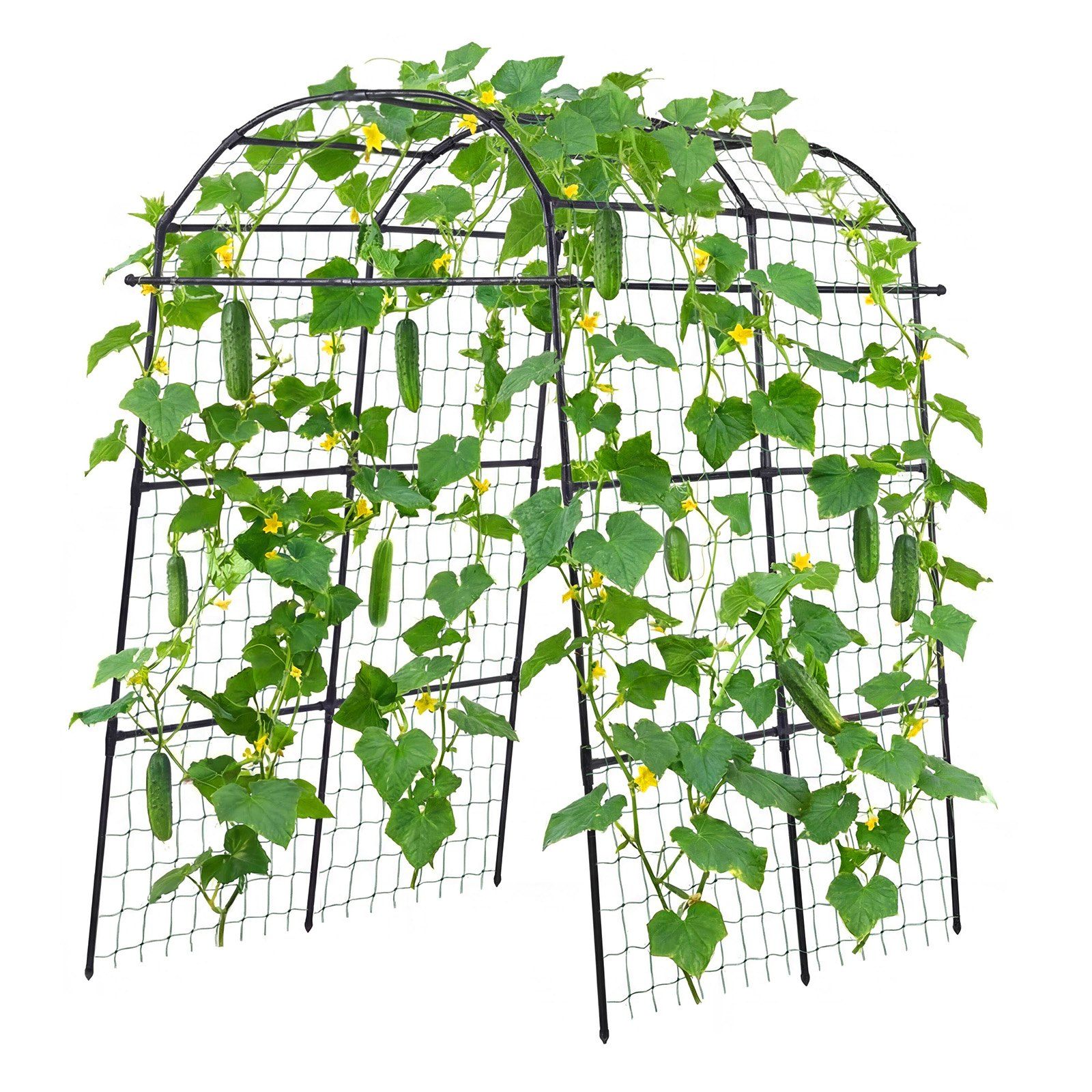 81801428